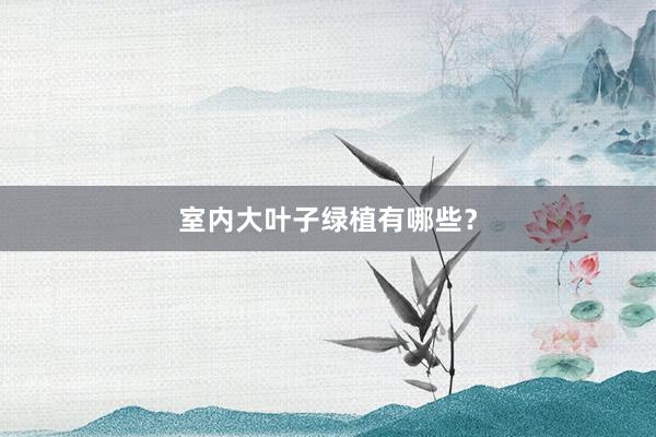 室内大叶子绿植有哪些？